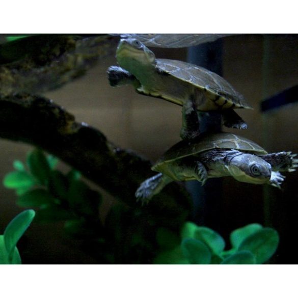 Arcadia EarthPro TurtleGold Vízi teknős táp | 300g