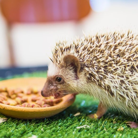 DragonOne Hedgie Gold Prémium Süni táp – Gyümölcs & Rovar | 80g