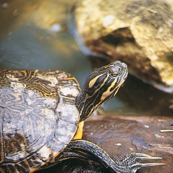 JBL Turtle Sun Aqua Vízi teknősvitamin
