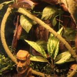 Flexible Reptile Vine Vízálló hajlítható műlián | S