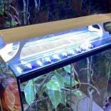 növényes terráriumba mint kulcsszó