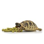 HabiStat Tortoise Food Fruit & Flower, Szárazföldi teknős eledel 400g