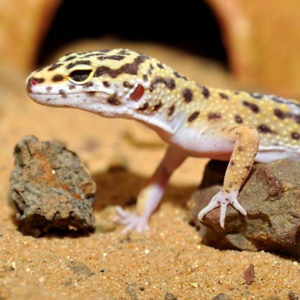 HabiStat Leopard Gecko Bedding, 10kg gekkótalaj
