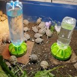 NomoyPet önitató hüllőknek