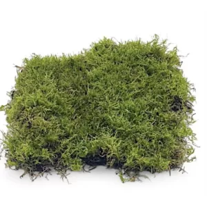 Terráriumi moha kb. 25x30 cm