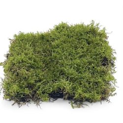 Terráriumi moha kb. 15x20 cm