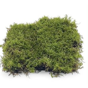 Terráriumi moha kb. 17x20 cm