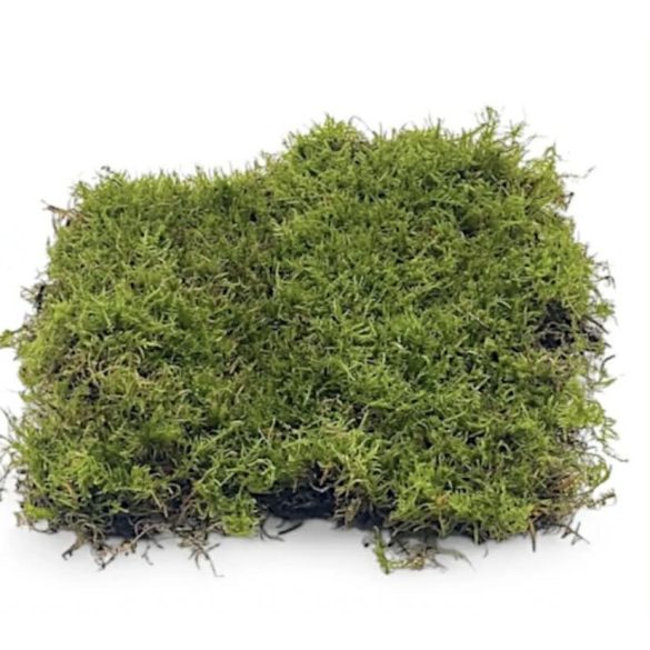 Terráriumi moha kb. 15x20 cm