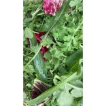 Friss zöldtakarmány, fügekaktuszfalatok és táplálékkiegészítő (40g)