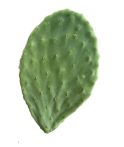 fügekaktusz (medvetalp kaktusz) hajtás 