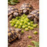 Friss fügekaktusz falatok szárazföldi teknősök számára 50g