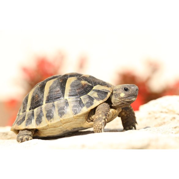 Szárazföldi teknős alapfelszerelés – minimum 