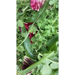 Friss zöldtakarmány teknősöknek