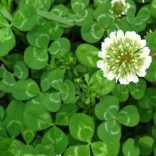 Takarmánynövény mag csomagban (4 féle/csomag)