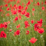 Takarmánynövény mag csomagban (4 féle/csomag)