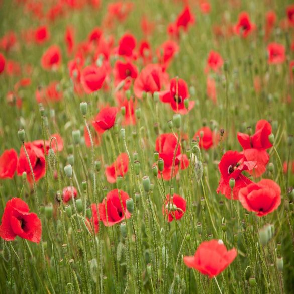 Takarmánynövény mag csomagban (4 féle/csomag)