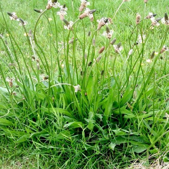 Takarmánynövény mag csomagban (4 féle/csomag)