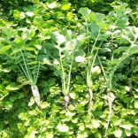 Takarmánynövény mag csomagban (4 féle/csomag)