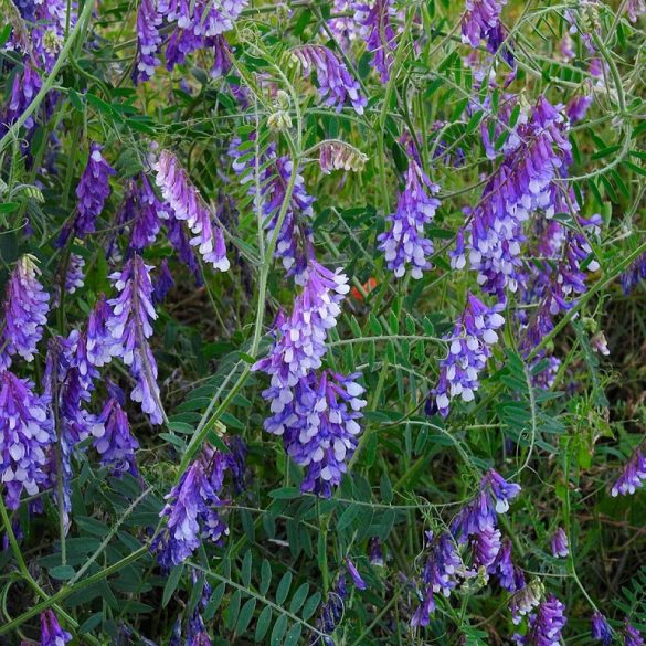 Takarmánynövény mag csomagban (4 féle/csomag)