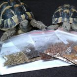 Takarmánynövény mag csomagban (4 féle/csomag)