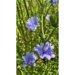 Olasz pitypang ( Cichorium catalogna pugliese) mag 