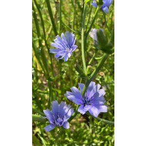 Olasz pitypang ( Cichorium catalogna pugliese) mag 