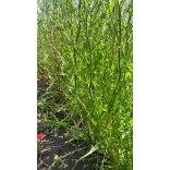 Olasz pitypang ( Cichorium catalogna pugliese) mag 