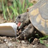 tintahalcsont mint kulcsszó