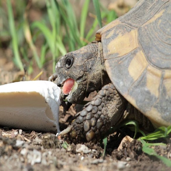 tintahalcsont mint kulcsszó