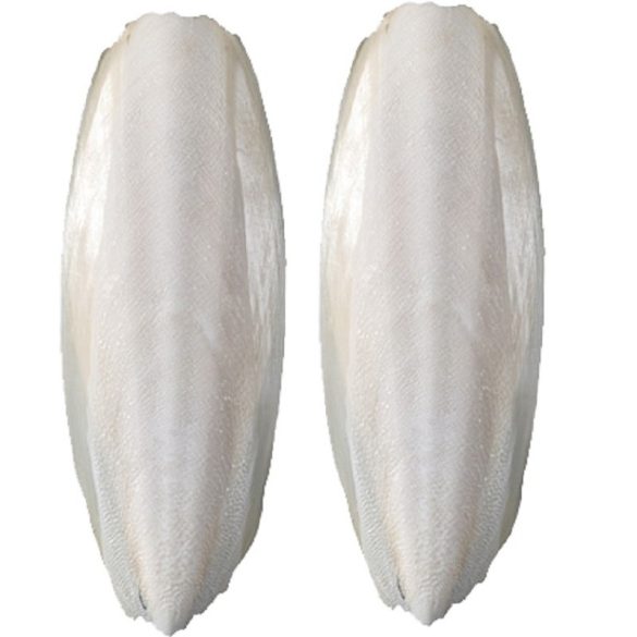 Szépia (kb. 20cm)