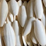 csőrkoptató mint kulcsszó