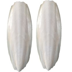  Szépia Csont  (kb. 13-15 cm)