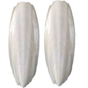  Szépia Csont  (kb. 13-15 cm)